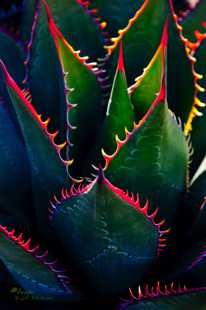 Agave 3-0222 Agave 3-0222